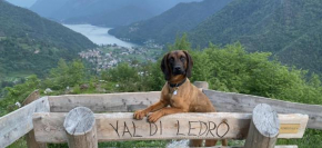 APPARTAMENTI LEDRO